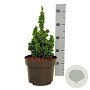 Thuja occ. Primo 15-20 cm 5,0L