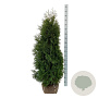 Thuja occ. 'Pyramidalis Compacta' 120-140 cm met kluit extra