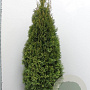Thuja occ. 'Smaragd' 160-180 cm met kluit extra