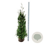 Thuja pl. 'Excelsa' 160-180 cm met kluit