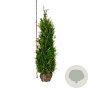 Thuja pl. 'Martin' 180-200 cm met kluit extra