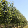 Tilia mongolica 'Buda' 20-25 HO draadkluit