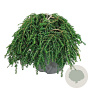 Tsuga can. 'Cole's Prostrate' 30-40 cm 7,5L
