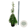 Tsuga can. 'Pendula' 100-125 cm 15L