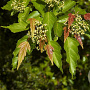 Acer tataricum ginnala 40-60 cm wortelgoed 2-jarig verplante zaailin