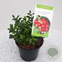 Vaccinium vitis-id. Fireballs GM P17