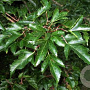 Acer tataricum ginnala 60-100 cm wortelgoed 2-jarig verplante zaailin