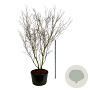 Cornus k. 'China Girl' 250-300 cm cont. 285L solitair
