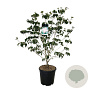Cornus k. 'Satomi' 125-150 cm 30L extra