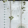 Alnus glutinosa 40-60 cm 2,0L