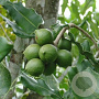 Macadamia integrifolia 80-100 cm cont. 100L