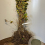 Alnus glutinosa 60-100 cm wortelgoed 2-jarig verplante zaailin