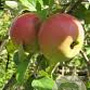 Malus d. 'Laxton's Superb' 6-8 HO wortelgoed