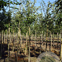 Malus d. 'Topaz' 10-12 HO wortelgoed