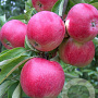 Malus d. 'Tydeman's Early' 8-10 HO wortelgoed