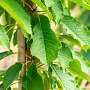Prunus a. 'Hedelf. Riesenkirsche' 10-12 HO wortelgoed