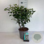 Amelanchier spicata 50-60 cm 6,5L