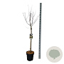 Prunus cer. 'Nigra' 90 cm stam 15L