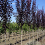 Prunus cer. 'Nigra' 8-10 HO wortelgoed