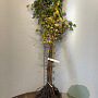 Betula pendula 80-100 cm wortelgoed 2-jarig verplante zaailin