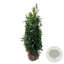 Prunus l. Renault Ace 150-175 cm met kluit extra