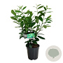 Prunus I. 'Rotundifolia' 50-60 cm 6L