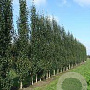 Betula p. 'Fastigiata' 10-12 cm 40L BEVEERD