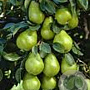 Pyrus c. 'Beurré Alexandre Lucas' 6-8 HO wortelgoed