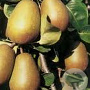 Pyrus c. 'Beurré Hardy' 6-8 HO wortelgoed