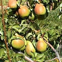 Pyrus c. 'Charneux' 6-8 HO wortelgoed