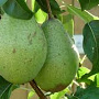 Pyrus c. 'Comtesse de Paris' 6-8 HO wortelgoed