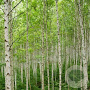 Betula pubescens 40-60 cm wortelgoed 1/0 1 jarige zaailing