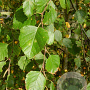 Betula pubescens 60-100 cm wortelgoed 2-jarig verplante zaailin