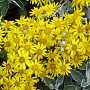 Brachyglottis 'Sunshine' GM 1.5