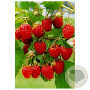 Rubus idaeus 'Malling Promise' 60-70 cm 2,0L
