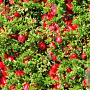 Vaccinium macrocarpon 'Howes' GM P9