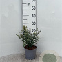 Buddleja 'White Ball' 25-30 cm 2,0L