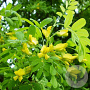 Caragana arborescens 100-125 cm wortelgoed 2-jarig verplante zaailin