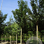 Acer campestre 'Huibers Elegant' 12-14 HO container