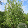 Amelanchier alnifolia 250-300 cm draadkluit meerstammig