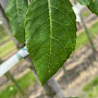 Amelanchier arborea 'Robin Hill' 10-12 HO container
