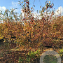 Amelanchier lamarckii 200-250 cm draadkluit meerstammig