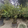 Amelanchier lamarckii 250-300 cm container meerstammig