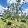 Betula nigra 500-600 cm draadkluit meerstammig