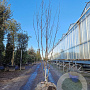 Betula utilis jacquemontii 200-250 cm draadkluit meerstammig