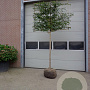 Carpinus betulus 14-16 HO draadkluit lei 150x150