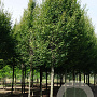 Carpinus bet. 'Fastigiata' 25-30 HO draadkluit