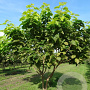 Catalpa bignonioides 'Aurea' 350-400 cm draadkluit meerstammig