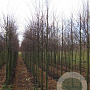 Cercidiphyllum japonicum 12-14 HO draadkluit