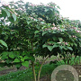 Clerodendrum trichotomum 250-300 cm draadkluit meerstammig